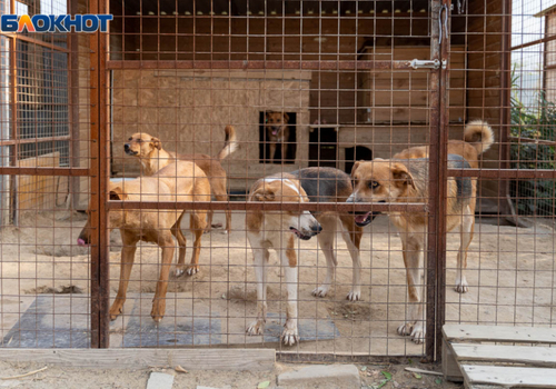 Краснодарский край застроят приютами для бродячих собак