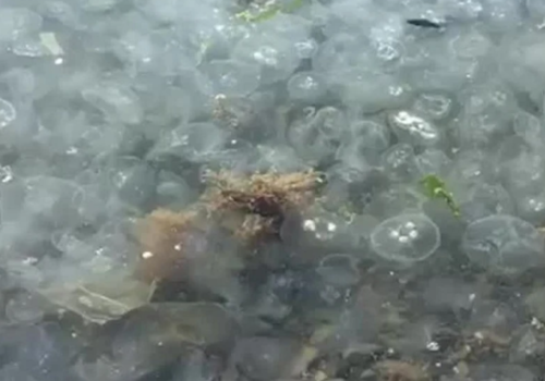 Кисельные берега. Море под Анапой заполонили медузы ВИДЕО