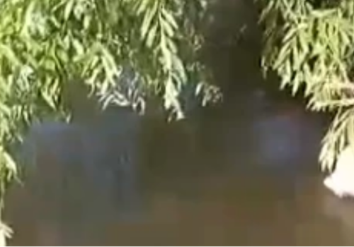«Рыба сварилась, черепахи сбежали». В Новороссийске в пруд сливали кипяток ВИДЕО