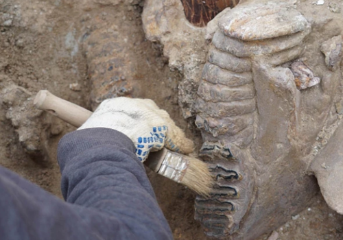 В Темрюкском районе археологи обнаружили кости древних таманских слонов, лошадей, антилоп и волков