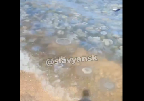 Нашествие медуз на берегу Азовского моря в Краснодарском крае сняли на видео