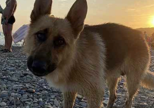 В Краснодарском крае на пляже собака приносит курортникам камни