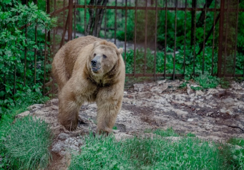 Медведь напугал сотрудницу ресторана в горах Сочи
