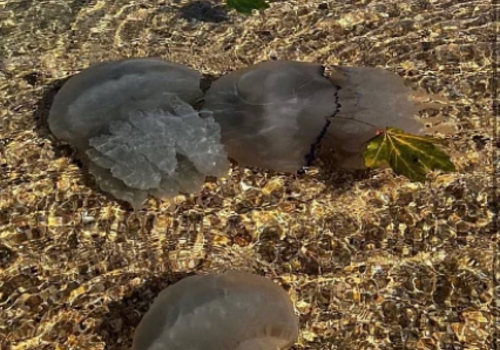 Необычные черные медузы были замечены на берегу Азовского моря на Кубани