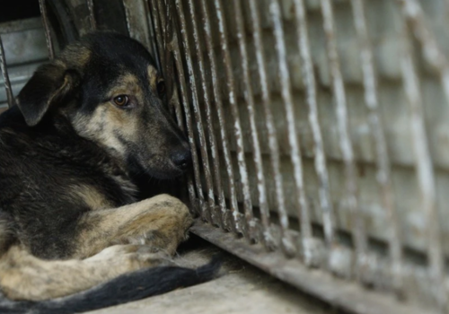 Эвакуировали с 33 собаками и кошками. Российские зоозащитники провернули тайный план, чтобы вывезти приют из Херсона