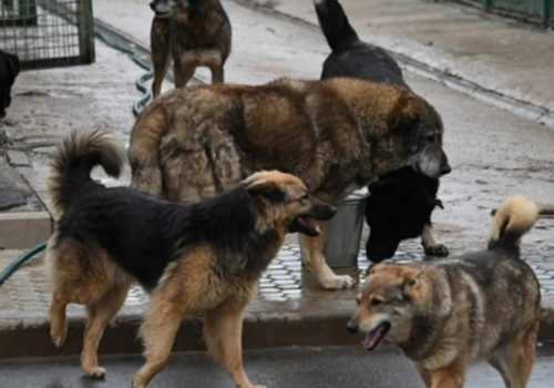 Жители Краснодара опасаются за свое здоровье из-за стай бродячих собак – ВИДЕО