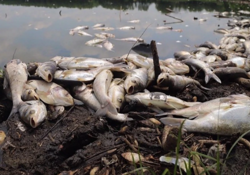Специалисты назвали причины мора рыбы в Краснодарском крае