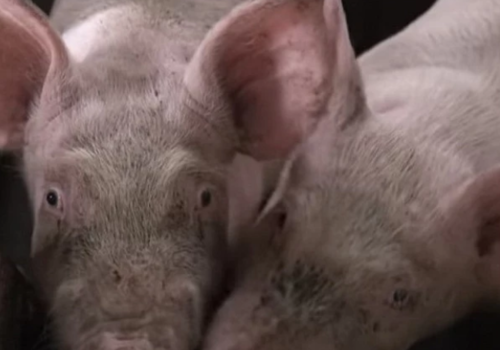 В Краснодарском крае выявлена новая вспышка африканской чумы свиней